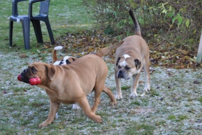 Continental Bulldogs Seeblickbulls Bilderalbum im Garten am 12. und 13. November 2011