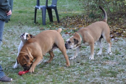 Continental Bulldogs Seeblickbulls Bilderalbum im Garten am 12. und 13. November 2011