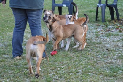 Continental Bulldogs Seeblickbulls Bilderalbum im Garten am 12. und 13. November 2011