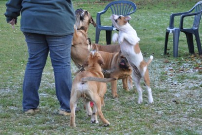 Continental Bulldogs Seeblickbulls Bilderalbum im Garten am 12. und 13. November 2011