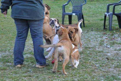 Continental Bulldogs Seeblickbulls Bilderalbum im Garten am 12. und 13. November 2011