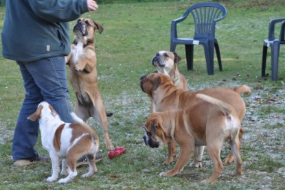 Continental Bulldogs Seeblickbulls Bilderalbum im Garten am 12. und 13. November 2011