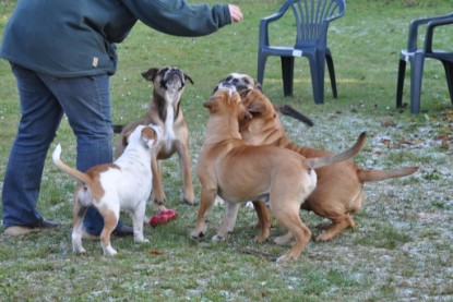 Continental Bulldogs Seeblickbulls Bilderalbum im Garten am 12. und 13. November 2011