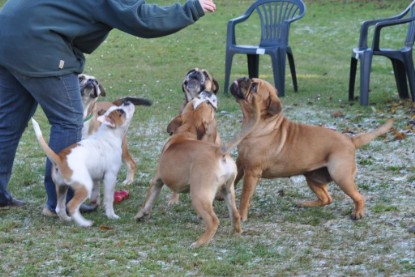 Continental Bulldogs Seeblickbulls Bilderalbum im Garten am 12. und 13. November 2011