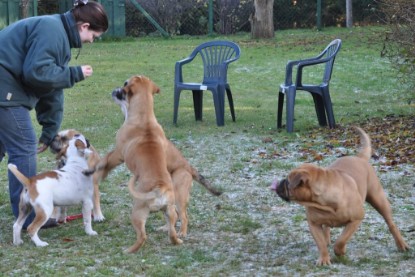 Continental Bulldogs Seeblickbulls Bilderalbum im Garten am 12. und 13. November 2011