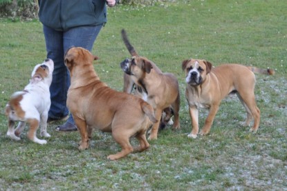 Continental Bulldogs Seeblickbulls Bilderalbum im Garten am 12. und 13. November 2011