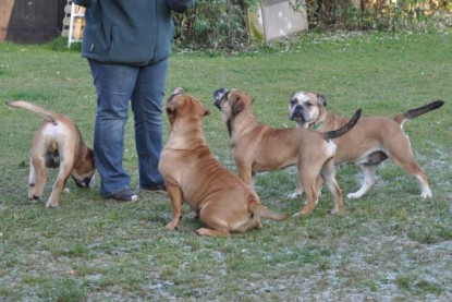 Continental Bulldogs Seeblickbulls Bilderalbum im Garten am 12. und 13. November 2011