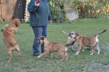 Continental Bulldogs Seeblickbulls Bilderalbum im Garten am 12. und 13. November 2011