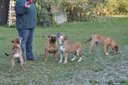 Continental Bulldogs Seeblickbulls Bilderalbum im Garten am 12. und 13. November 2011