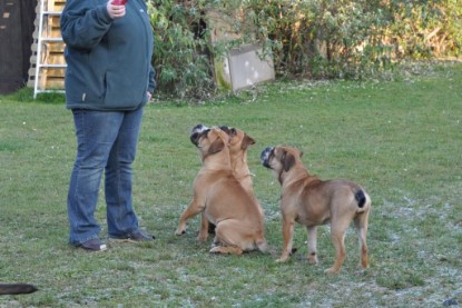 Continental Bulldogs Seeblickbulls Bilderalbum im Garten am 12. und 13. November 2011