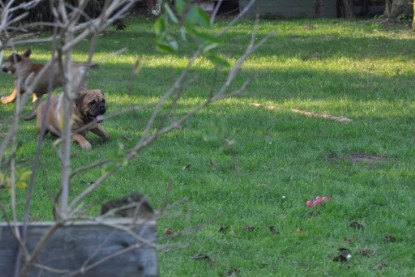 Continental Bulldogs Seeblickbulls Bilderalbum im Garten am 12. und 13. November 2011