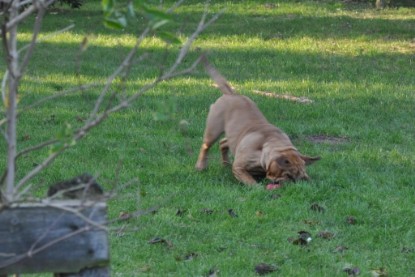 Continental Bulldogs Seeblickbulls Bilderalbum im Garten am 12. und 13. November 2011