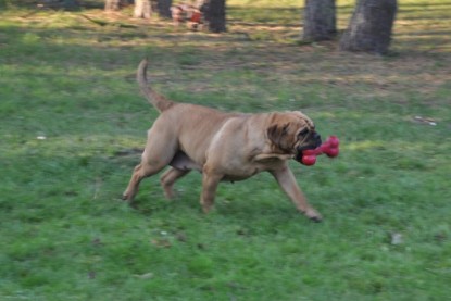 Continental Bulldogs Seeblickbulls Bilderalbum im Garten am 12. und 13. November 2011