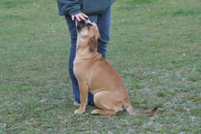 Continental Bulldogs Seeblickbulls Bilderalbum im Garten am 12. und 13. November 2011