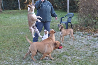 Continental Bulldogs Seeblickbulls Bilderalbum im Garten am 12. und 13. November 2011