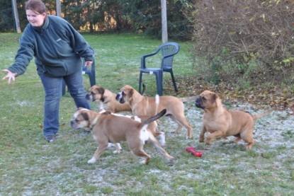 Continental Bulldogs Seeblickbulls Bilderalbum im Garten am 12. und 13. November 2011