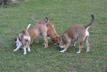 Continental Bulldogs Seeblickbulls Bilderalbum im Garten am 12. und 13. November 2011