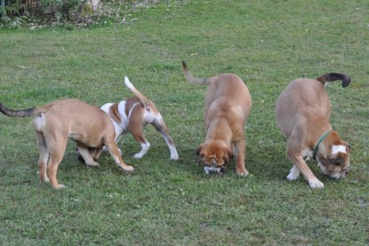 Continental Bulldogs Seeblickbulls Bilderalbum im Garten am 12. und 13. November 2011