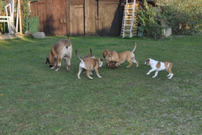 Continental Bulldogs Seeblickbulls Bilderalbum im Garten am 12. und 13. November 2011