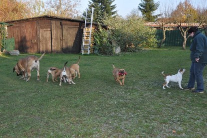 Continental Bulldogs Seeblickbulls Bilderalbum im Garten am 12. und 13. November 2011