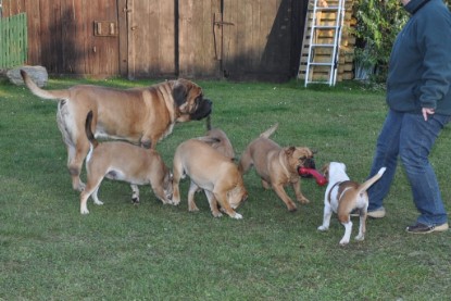 Continental Bulldogs Seeblickbulls Bilderalbum im Garten am 12. und 13. November 2011