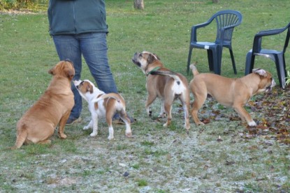 Continental Bulldogs Seeblickbulls Bilderalbum im Garten am 12. und 13. November 2011