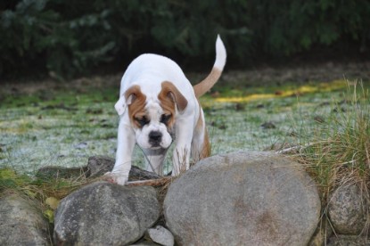 Continental Bulldogs Seeblickbulls Bilderalbum im Garten am 12. und 13. November 2011