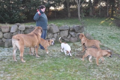 Continental Bulldogs Seeblickbulls Bilderalbum im Garten am 12. und 13. November 2011