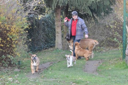 Continental Bulldogs Seeblickbulls Bilderalbum im Garten am 12. und 13. November 2011