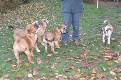 Continental Bulldogs Seeblickbulls Bilderalbum im Garten am 12. und 13. November 2011