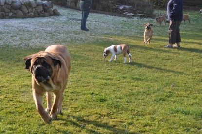 Continental Bulldogs Seeblickbulls Bilderalbum im Garten am 12. und 13. November 2011