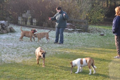 Continental Bulldogs Seeblickbulls Bilderalbum im Garten am 12. und 13. November 2011