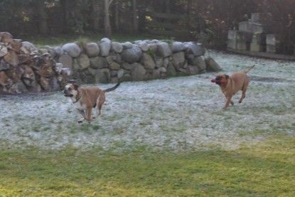 Continental Bulldogs Seeblickbulls Bilderalbum im Garten am 12. und 13. November 2011