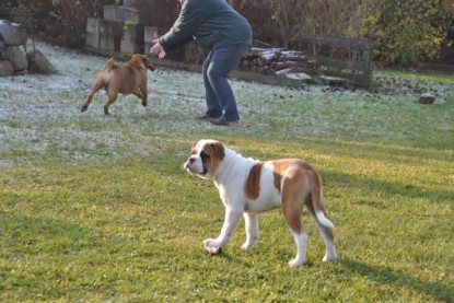 Continental Bulldogs Seeblickbulls Bilderalbum im Garten am 12. und 13. November 2011