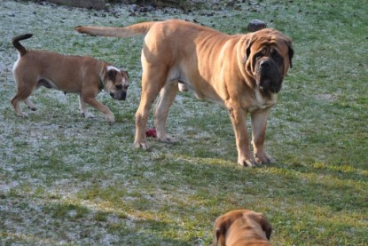 Continental Bulldogs Seeblickbulls Bilderalbum im Garten am 12. und 13. November 2011