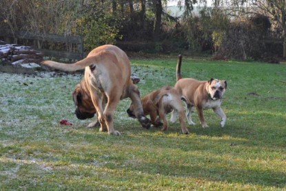 Continental Bulldogs Seeblickbulls Bilderalbum im Garten am 12. und 13. November 2011