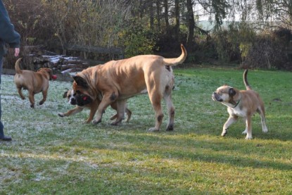 Continental Bulldogs Seeblickbulls Bilderalbum im Garten am 12. und 13. November 2011