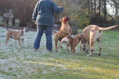 Continental Bulldogs Seeblickbulls Bilderalbum im Garten am 12. und 13. November 2011