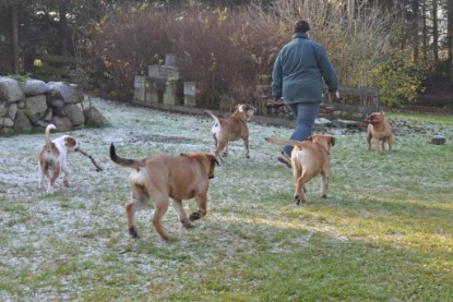 Continental Bulldogs Seeblickbulls Bilderalbum im Garten am 12. und 13. November 2011