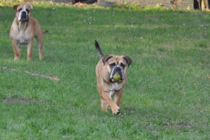 Continental Bulldogs Seeblickbulls Bilderalbum im Garten am 12. und 13. November 2011