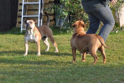 Continental Bulldogs Seeblickbulls Bilderalbum im Garten am 12. und 13. November 2011