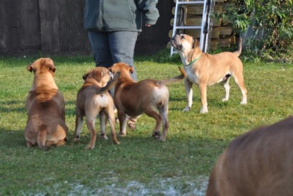 Continental Bulldogs Seeblickbulls Bilderalbum im Garten am 12. und 13. November 2011