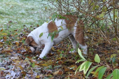 Continental Bulldogs Seeblickbulls Bilderalbum im Garten am 12. und 13. November 2011