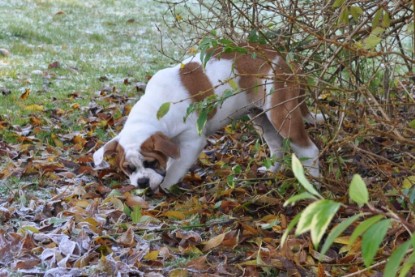 Continental Bulldogs Seeblickbulls Bilderalbum im Garten am 12. und 13. November 2011