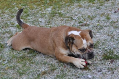 Continental Bulldogs Seeblickbulls Bilderalbum im Garten am 12. und 13. November 2011