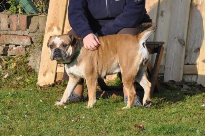 Continental Bulldogs Seeblickbulls Bilderalbum im Garten am 12. und 13. November 2011