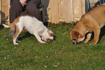 Continental Bulldogs Seeblickbulls Bilderalbum im Garten am 12. und 13. November 2011