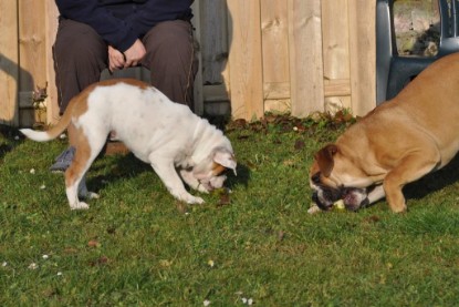 Continental Bulldogs Seeblickbulls Bilderalbum im Garten am 12. und 13. November 2011