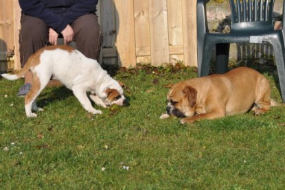 Continental Bulldogs Seeblickbulls Bilderalbum im Garten am 12. und 13. November 2011