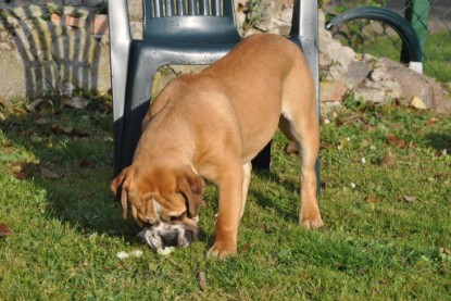 Continental Bulldogs Seeblickbulls Bilderalbum im Garten am 12. und 13. November 2011